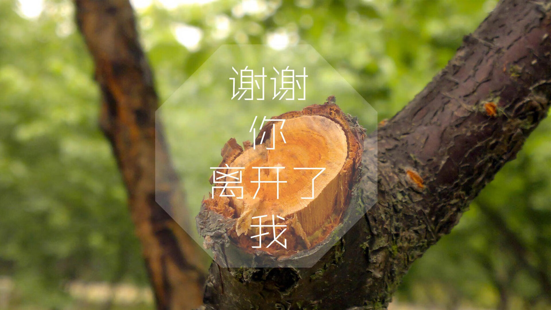 爱游戏平台-卡洛斯·阿尔卡拉斯在温网夺冠，阿尔卡拉斯网球