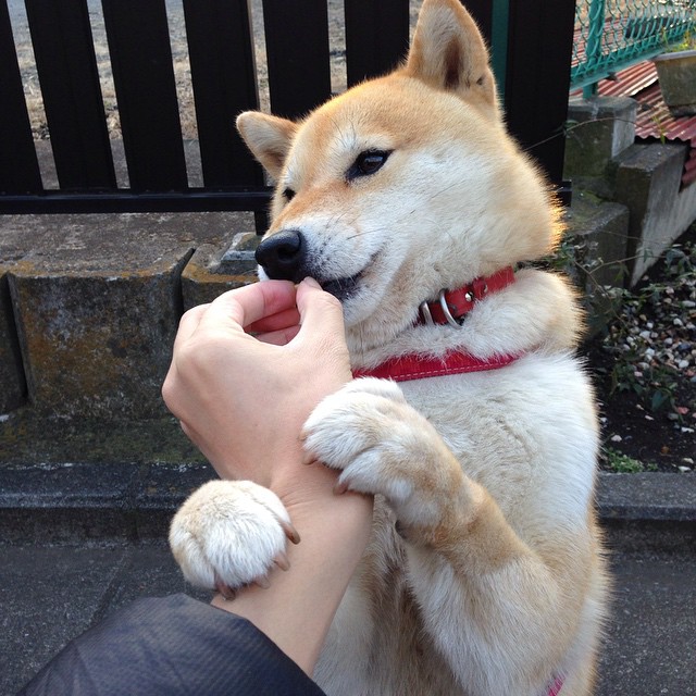 德甲球队高强度对抗中体能消耗与技术失误关联,德甲的水平