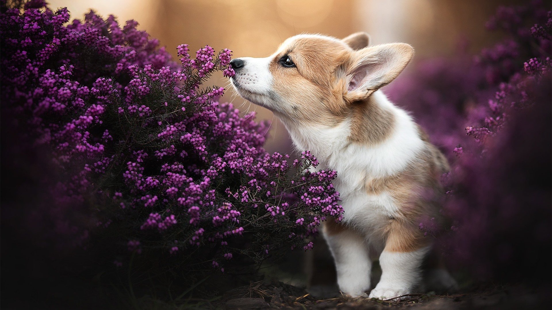 文化交流:足球成为东西方文化交流的桥梁,足球文化的绘画作品