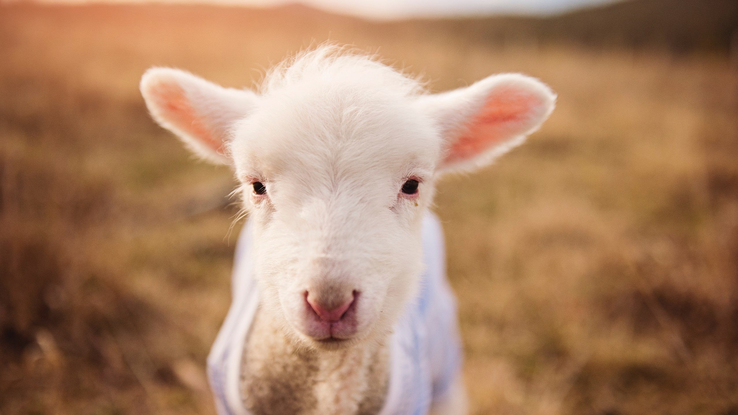 爱游戏-“六人制袋棍球：成都七中东部赛场燃起观众的激情火焰”