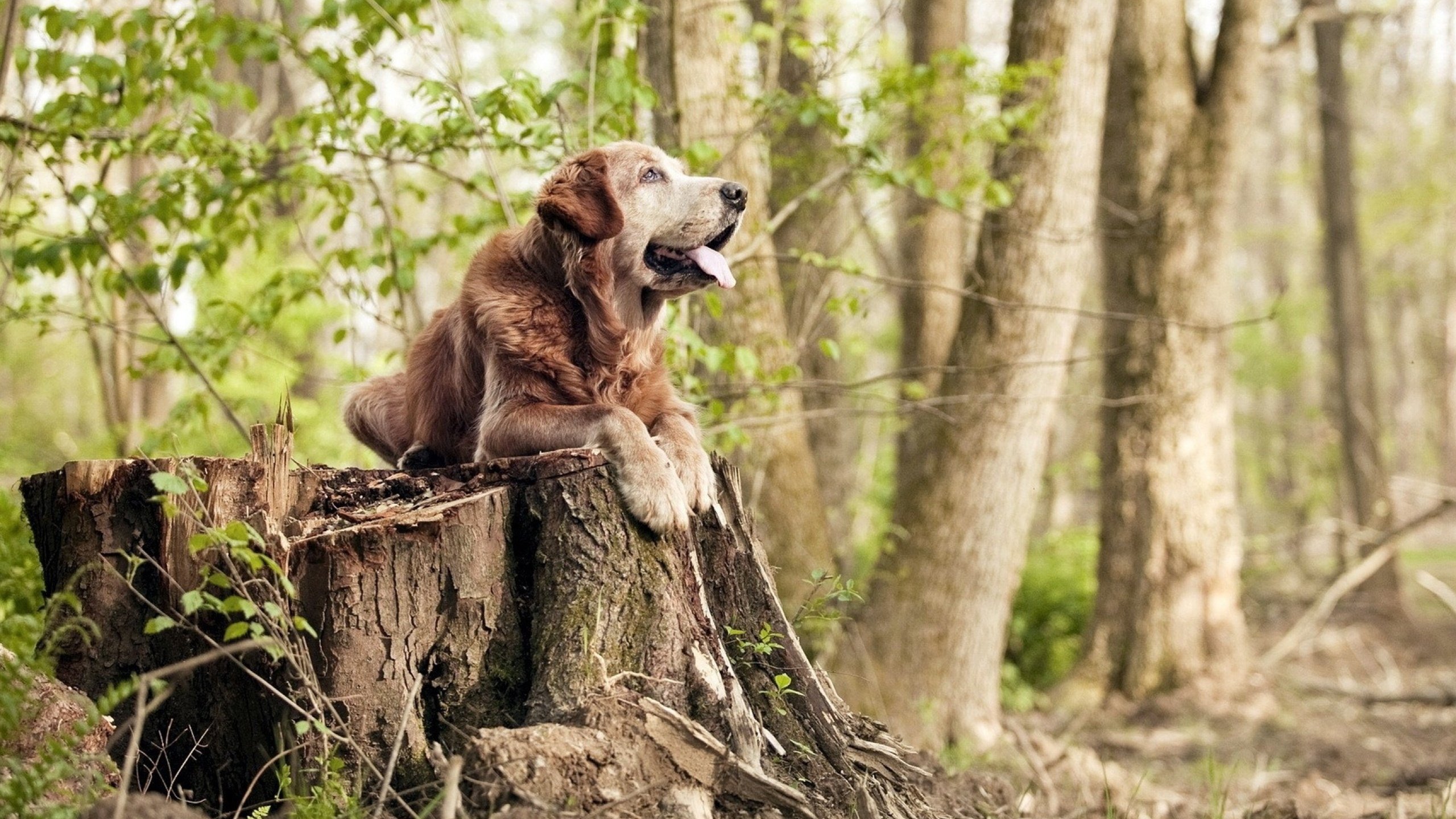 爱游戏-中国香港乒乓球未来发展:如何从本土赛场走向世界舞台,香港 乒乓球
