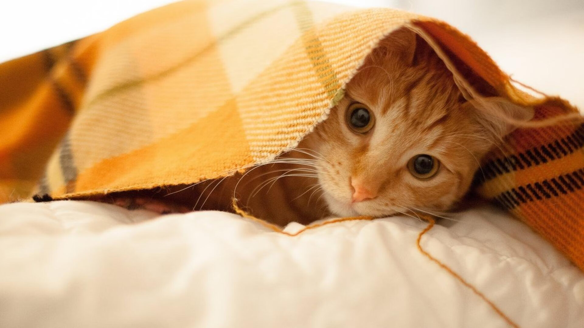 AYX GAMES-五大联赛是否出现门将长距离发起进攻趋势回归，五大联赛开打