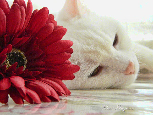 体育影视作品扶持计划重点展示奥运精神,体育影视鉴赏